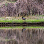 Frühling Fotos Bildideen Tipps Tricks mit Kamera und Smartphone