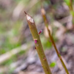 Frühling Fotos Bildideen Tipps Tricks mit Kamera und Smartphone