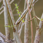 Frühling Fotos und Videos Bildideen Tipps Tricks mit Kamera und Smartphone. Fotografieren und Filmen mit dem Smartphone: Bessere Fotos und Videos mit dem Handy für Freizeit, Hobby und Business