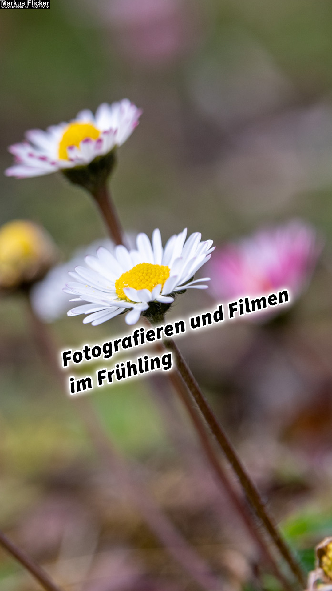 Fotografieren und Filmen im Frühling kreative Fotos und Videos mit Kamera und Smartphone. Fotografieren und Filmen mit dem Smartphone: Bessere Fotos und Videos mit dem Handy für Freizeit, Hobby und Business