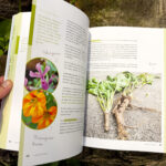 Verwurzelt und beflügelt: Mit Kindern durch die wilde Natur von Daniela Weißbacher freya Verlag