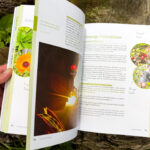 Verwurzelt und beflügelt: Mit Kindern durch die wilde Natur von Daniela Weißbacher freya Verlag
