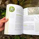 Verwurzelt und beflügelt: Mit Kindern durch die wilde Natur von Daniela Weißbacher freya Verlag