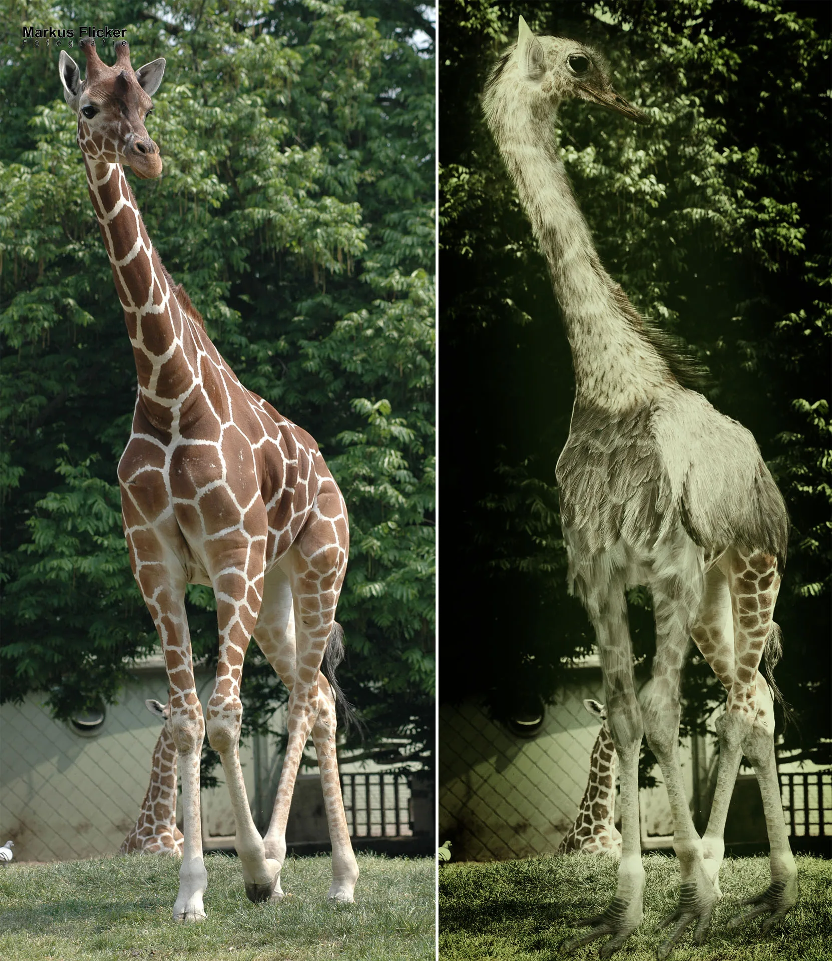 Mehr über den Artikel erfahren Der Giraffenstrauß Adobe Photoshop Speedcomposing Video Spaß mit kreativen Fotos und dazu noch dabei lernen #justfun #funwithphotoshop