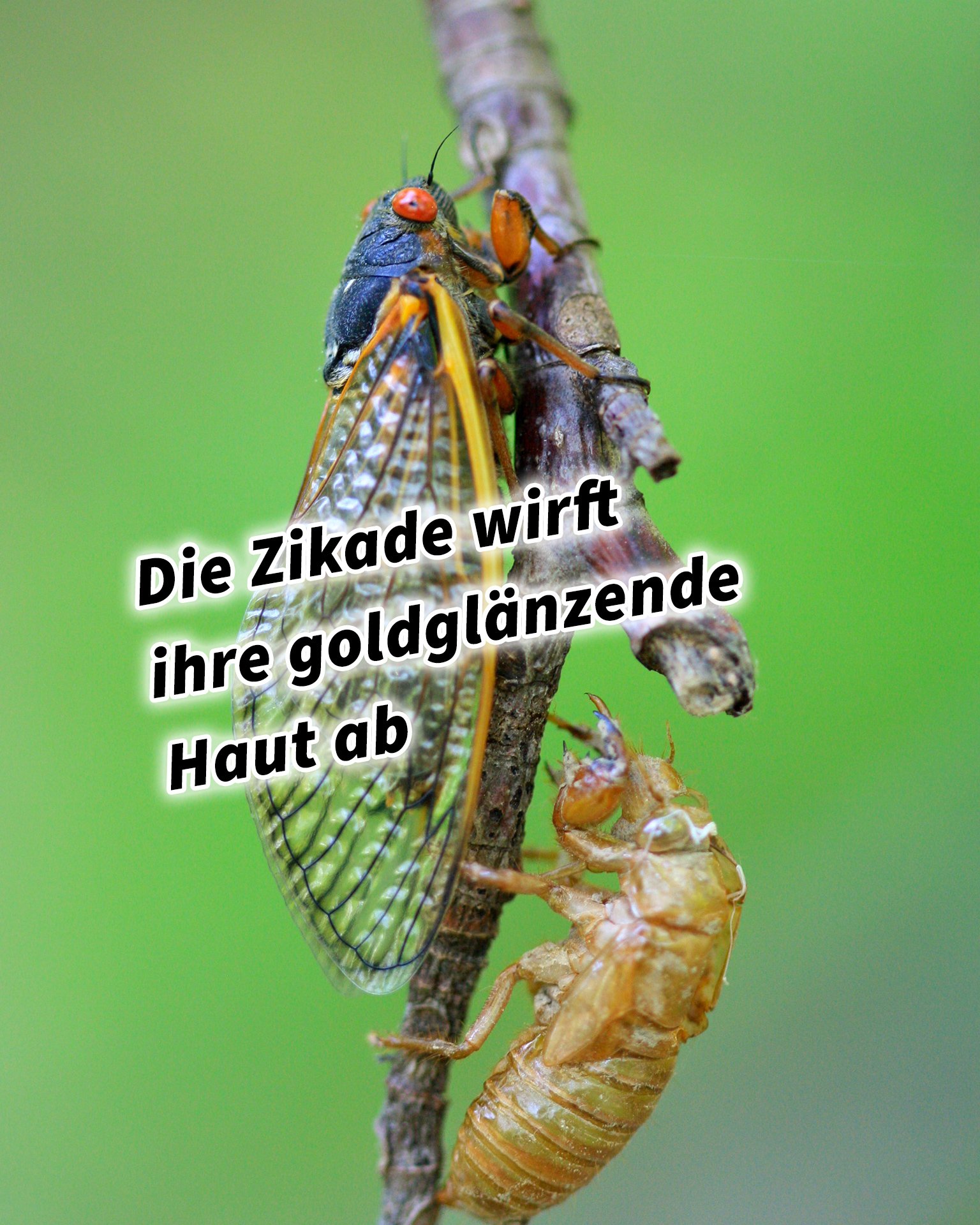 Die Zikade wirft ihre goldglänzende Haut ab 36 Strategeme für deinen Erfolg als Selbstständiger und Unternehmer: Chinesische Strategien für deinen Erfolg im Business und im Leben