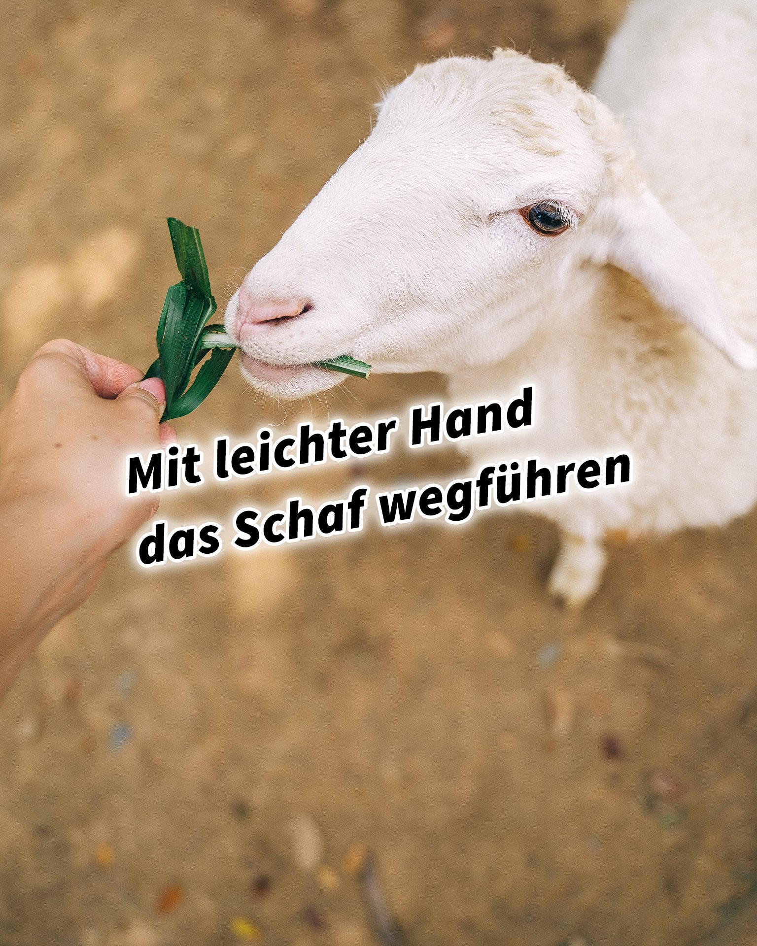 Mit leichter Hand das Schaf wegführen 36 Strategeme für deinen Erfolg als Selbstständiger und Unternehmer: Chinesische Strategien für deinen Erfolg im Business und im Leben