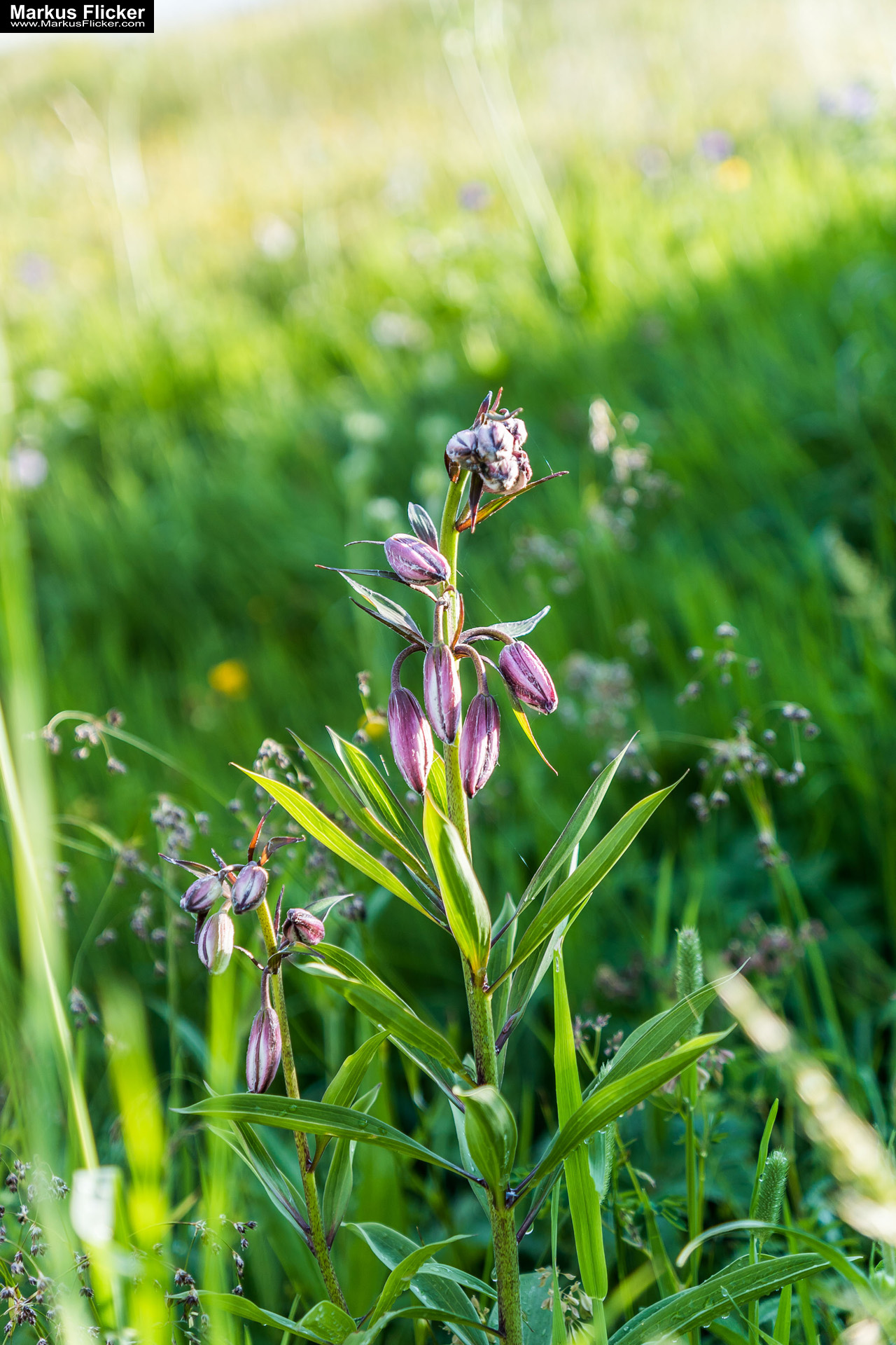 Großglockner Hochalpenstraße