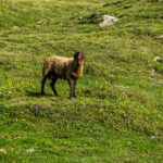 Großglockner Hochalpenstraße Österreich Nationalpark Hohe Tauern