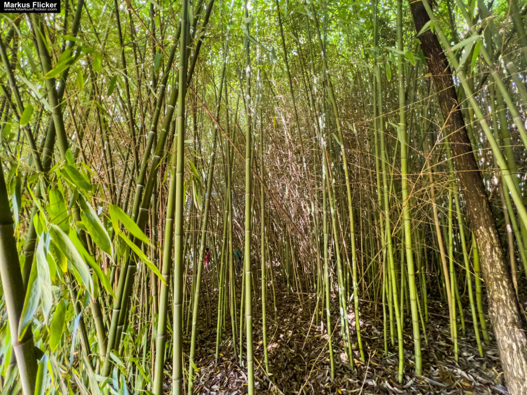 Philemons Garten Entschendorf bei Gleisdorf Garten Lust Der Exotengarten in der Steiermark #visitstyria #visitaustria