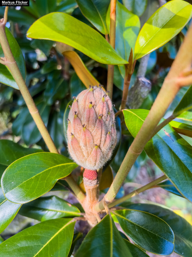 Philemons Garten Entschendorf bei Gleisdorf Garten Lust Der Exotengarten in der Steiermark #visitstyria #visitaustria