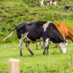 Extreme Sportfotografie und Reisefotografie in Österreich, Slowenien, Kroatien, Ungarn und Italien Die Extreme Sportfotografie bietet dir die Möglichkeit, spektakuläre und dynamische Momente festzuhalten, während du dich inmitten der atemberaubenden Natur Europas bewegst. Länder wie Österreich, Slowenien, Kroatien, Ungarn und Italien bieten eine unvergleichliche Kulisse für actiongeladene Szenen, die dich und deine Betrachter fesseln. Insbesondere die Steiermark in Österreich, mit ihren imposanten Bergen und weiten Tälern, ist ein Paradies für Sportler und Fotografen gleichermaßen. Fotograf Videograf Gleisdorf Graz Content Creator Autor Steiermark Österreich