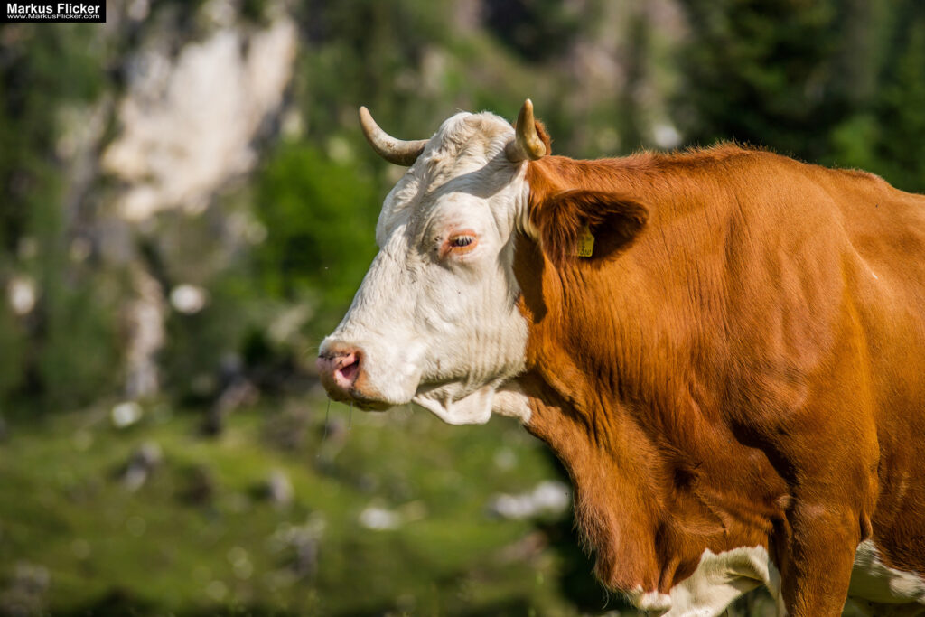 Extreme Sportfotografie und Reisefotografie in Österreich, Slowenien, Kroatien, Ungarn und Italien