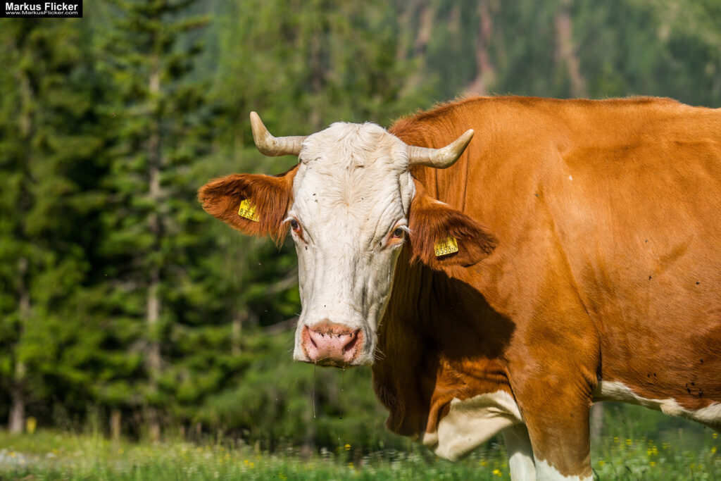 Extreme Sportfotografie und Reisefotografie in Österreich, Slowenien, Kroatien, Ungarn und Italien