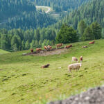 Extreme Sportfotografie und Reisefotografie in Österreich, Slowenien, Kroatien, Ungarn und Italien Die Extreme Sportfotografie bietet dir die Möglichkeit, spektakuläre und dynamische Momente festzuhalten, während du dich inmitten der atemberaubenden Natur Europas bewegst. Länder wie Österreich, Slowenien, Kroatien, Ungarn und Italien bieten eine unvergleichliche Kulisse für actiongeladene Szenen, die dich und deine Betrachter fesseln. Insbesondere die Steiermark in Österreich, mit ihren imposanten Bergen und weiten Tälern, ist ein Paradies für Sportler und Fotografen gleichermaßen. Fotograf Videograf Gleisdorf Graz Content Creator Autor Steiermark Österreich