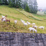 Extreme Sportfotografie und Reisefotografie in Österreich, Slowenien, Kroatien, Ungarn und Italien Die Extreme Sportfotografie bietet dir die Möglichkeit, spektakuläre und dynamische Momente festzuhalten, während du dich inmitten der atemberaubenden Natur Europas bewegst. Länder wie Österreich, Slowenien, Kroatien, Ungarn und Italien bieten eine unvergleichliche Kulisse für actiongeladene Szenen, die dich und deine Betrachter fesseln. Insbesondere die Steiermark in Österreich, mit ihren imposanten Bergen und weiten Tälern, ist ein Paradies für Sportler und Fotografen gleichermaßen. Fotograf Videograf Gleisdorf Graz Content Creator Autor Steiermark Österreich
