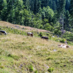 Extreme Sportfotografie und Reisefotografie in Österreich, Slowenien, Kroatien, Ungarn und Italien Die Extreme Sportfotografie bietet dir die Möglichkeit, spektakuläre und dynamische Momente festzuhalten, während du dich inmitten der atemberaubenden Natur Europas bewegst. Länder wie Österreich, Slowenien, Kroatien, Ungarn und Italien bieten eine unvergleichliche Kulisse für actiongeladene Szenen, die dich und deine Betrachter fesseln. Insbesondere die Steiermark in Österreich, mit ihren imposanten Bergen und weiten Tälern, ist ein Paradies für Sportler und Fotografen gleichermaßen. Fotograf Videograf Gleisdorf Graz Content Creator Autor Steiermark Österreich