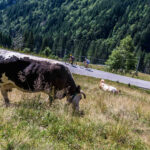 Extreme Sportfotografie und Reisefotografie in Österreich, Slowenien, Kroatien, Ungarn und Italien Die Extreme Sportfotografie bietet dir die Möglichkeit, spektakuläre und dynamische Momente festzuhalten, während du dich inmitten der atemberaubenden Natur Europas bewegst. Länder wie Österreich, Slowenien, Kroatien, Ungarn und Italien bieten eine unvergleichliche Kulisse für actiongeladene Szenen, die dich und deine Betrachter fesseln. Insbesondere die Steiermark in Österreich, mit ihren imposanten Bergen und weiten Tälern, ist ein Paradies für Sportler und Fotografen gleichermaßen. Fotograf Videograf Gleisdorf Graz Content Creator Autor Steiermark Österreich