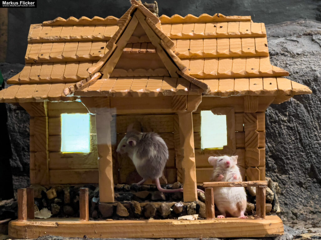 MYSZOGRÓD ZAKOPANE Skurrile Attraktion mit einer von lebenden Mäusen bevölkerten Miniaturlandschaft mit Häusern, Dörfern, Eisenbahnstrecke & Skigebiet