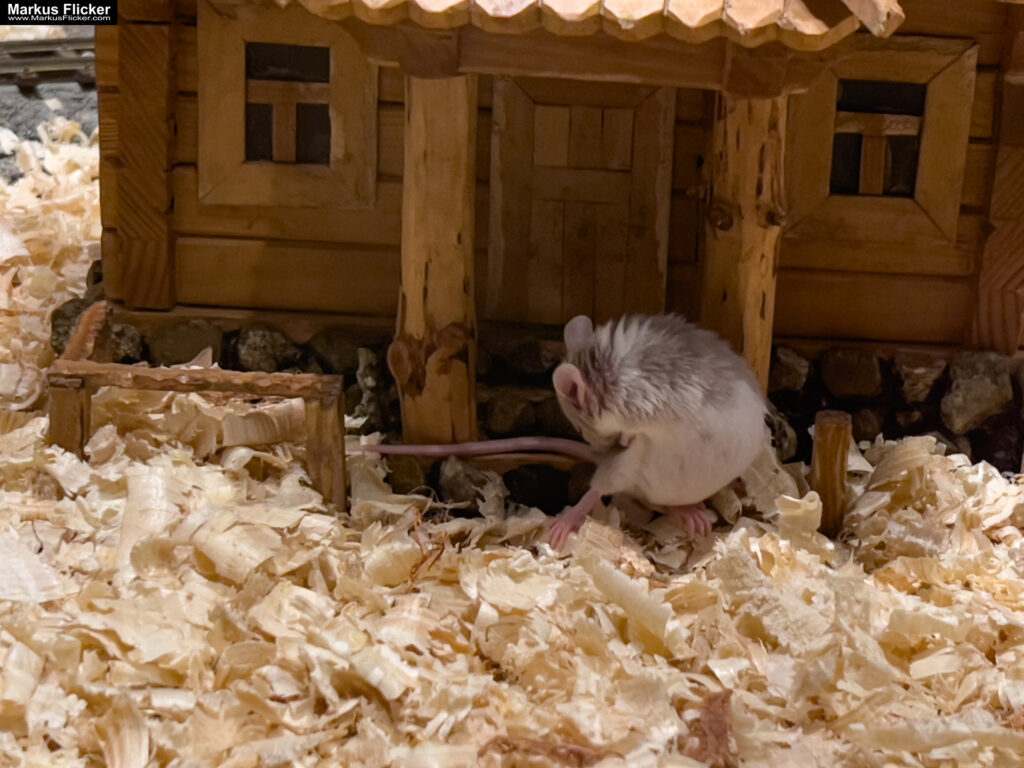 MYSZOGRÓD ZAKOPANE Skurrile Attraktion mit einer von lebenden Mäusen bevölkerten Miniaturlandschaft mit Häusern, Dörfern, Eisenbahnstrecke & Skigebiet