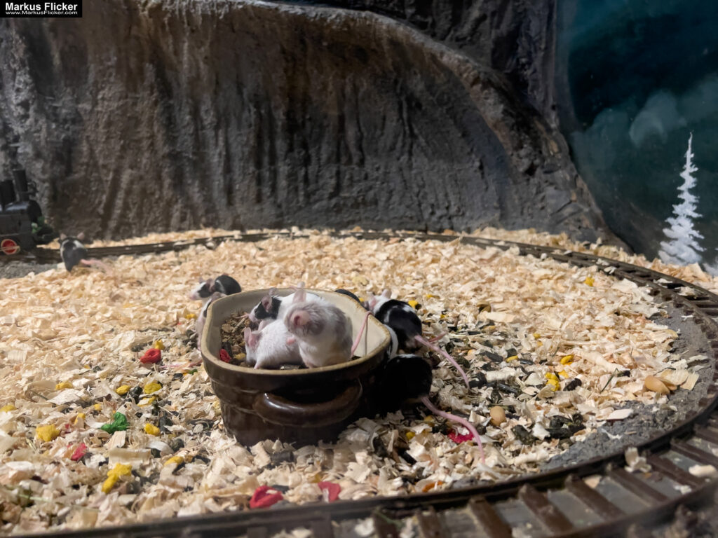 MYSZOGRÓD ZAKOPANE Skurrile Attraktion mit einer von lebenden Mäusen bevölkerten Miniaturlandschaft mit Häusern, Dörfern, Eisenbahnstrecke & Skigebiet