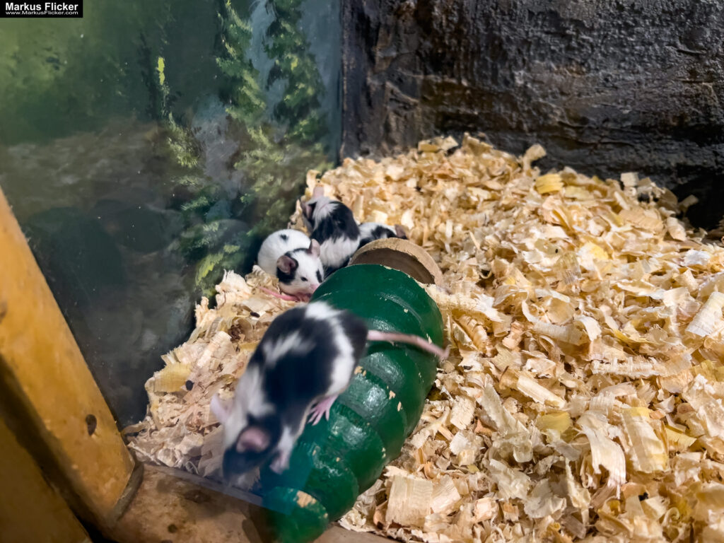 MYSZOGRÓD ZAKOPANE Skurrile Attraktion mit einer von lebenden Mäusen bevölkerten Miniaturlandschaft mit Häusern, Dörfern, Eisenbahnstrecke & Skigebiet