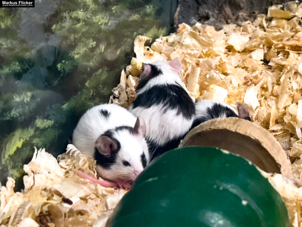 MYSZOGRÓD ZAKOPANE Skurrile Attraktion mit einer von lebenden Mäusen bevölkerten Miniaturlandschaft mit Häusern, Dörfern, Eisenbahnstrecke & Skigebiet