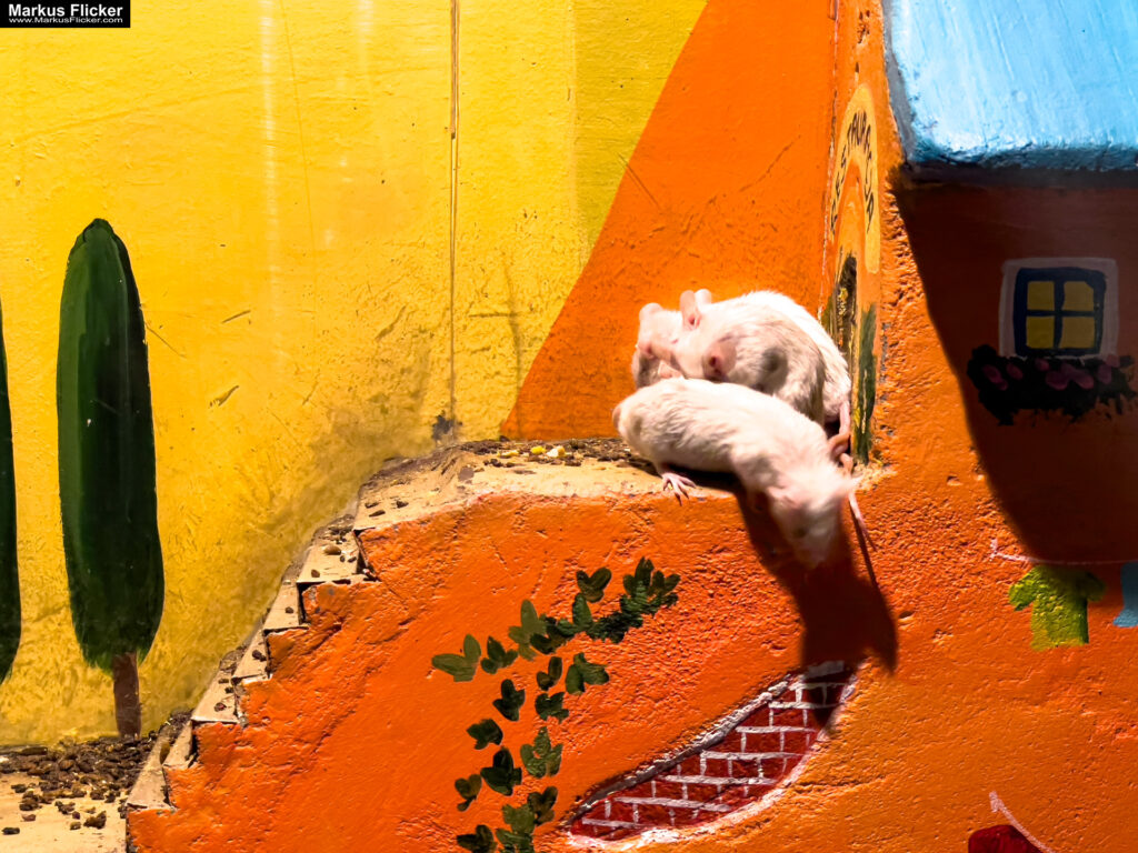 MYSZOGRÓD ZAKOPANE Skurrile Attraktion mit einer von lebenden Mäusen bevölkerten Miniaturlandschaft mit Häusern, Dörfern, Eisenbahnstrecke & Skigebiet