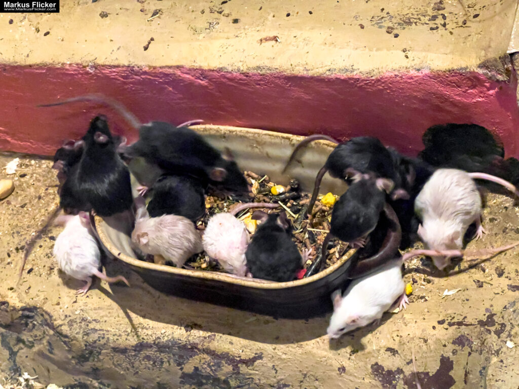 MYSZOGRÓD ZAKOPANE Skurrile Attraktion mit einer von lebenden Mäusen bevölkerten Miniaturlandschaft mit Häusern, Dörfern, Eisenbahnstrecke & Skigebiet