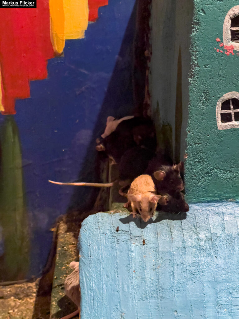 MYSZOGRÓD ZAKOPANE Skurrile Attraktion mit einer von lebenden Mäusen bevölkerten Miniaturlandschaft mit Häusern, Dörfern, Eisenbahnstrecke & Skigebiet