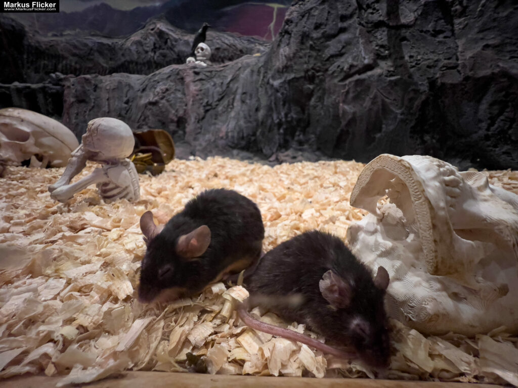 MYSZOGRÓD ZAKOPANE Skurrile Attraktion mit einer von lebenden Mäusen bevölkerten Miniaturlandschaft mit Häusern, Dörfern, Eisenbahnstrecke & Skigebiet