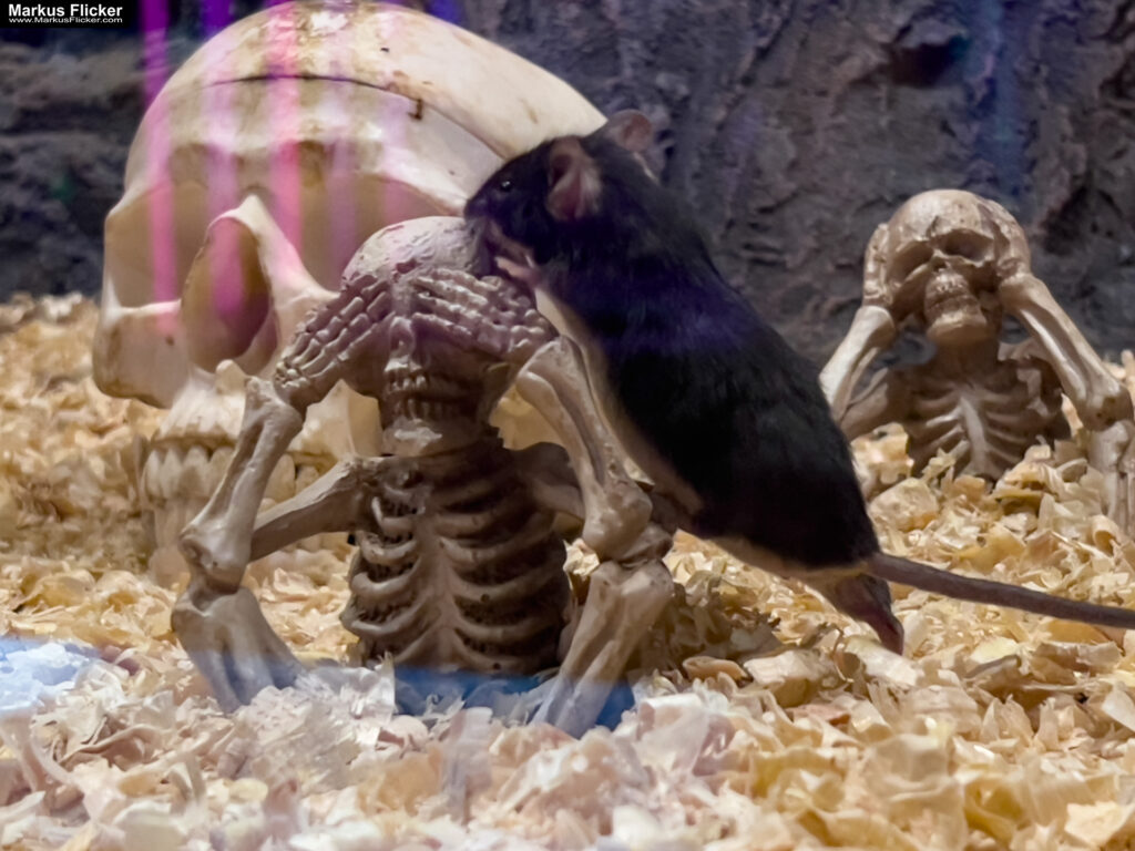 MYSZOGRÓD ZAKOPANE Skurrile Attraktion mit einer von lebenden Mäusen bevölkerten Miniaturlandschaft mit Häusern, Dörfern, Eisenbahnstrecke & Skigebiet