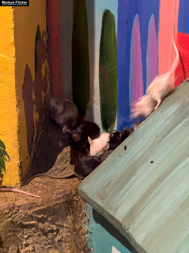 MYSZOGRÓD ZAKOPANE Skurrile Attraktion mit einer von lebenden Mäusen bevölkerten Miniaturlandschaft mit Häusern, Dörfern, Eisenbahnstrecke & Skigebiet