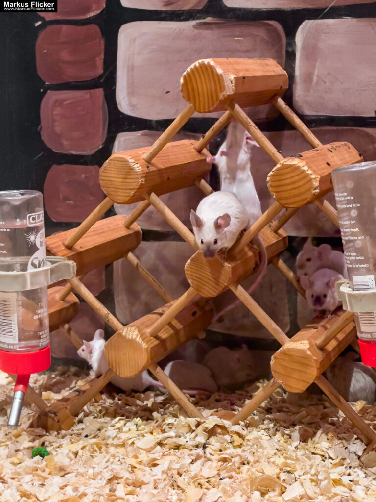 MYSZOGRÓD ZAKOPANE Skurrile Attraktion mit einer von lebenden Mäusen bevölkerten Miniaturlandschaft mit Häusern, Dörfern, Eisenbahnstrecke & Skigebiet