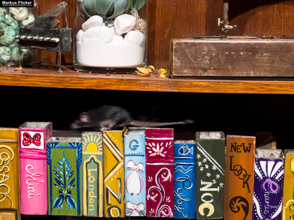 MYSZOGRÓD ZAKOPANE Skurrile Attraktion mit einer von lebenden Mäusen bevölkerten Miniaturlandschaft mit Häusern, Dörfern, Eisenbahnstrecke & Skigebiet