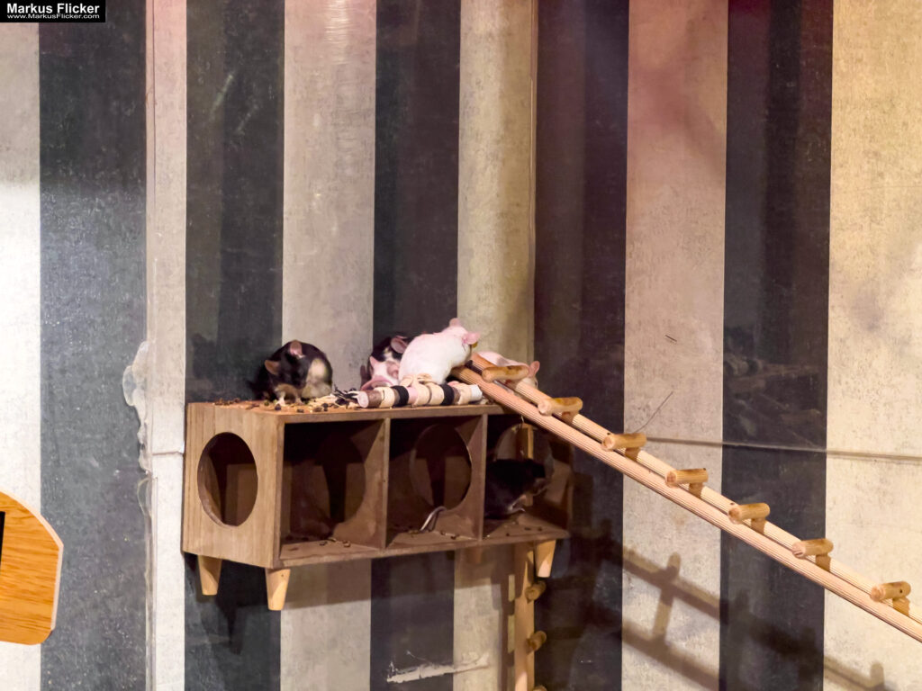 MYSZOGRÓD ZAKOPANE Skurrile Attraktion mit einer von lebenden Mäusen bevölkerten Miniaturlandschaft mit Häusern, Dörfern, Eisenbahnstrecke & Skigebiet