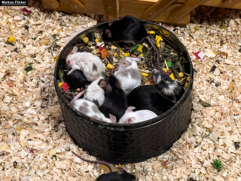 MYSZOGRÓD ZAKOPANE Skurrile Attraktion mit einer von lebenden Mäusen bevölkerten Miniaturlandschaft mit Häusern, Dörfern, Eisenbahnstrecke & Skigebiet