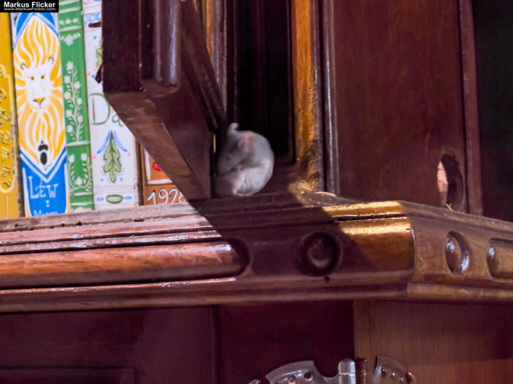 MYSZOGRÓD ZAKOPANE Skurrile Attraktion mit einer von lebenden Mäusen bevölkerten Miniaturlandschaft mit Häusern, Dörfern, Eisenbahnstrecke & Skigebiet