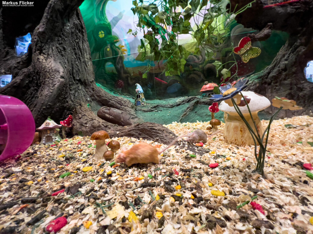 MYSZOGRÓD ZAKOPANE Skurrile Attraktion mit einer von lebenden Mäusen bevölkerten Miniaturlandschaft mit Häusern, Dörfern, Eisenbahnstrecke & Skigebiet