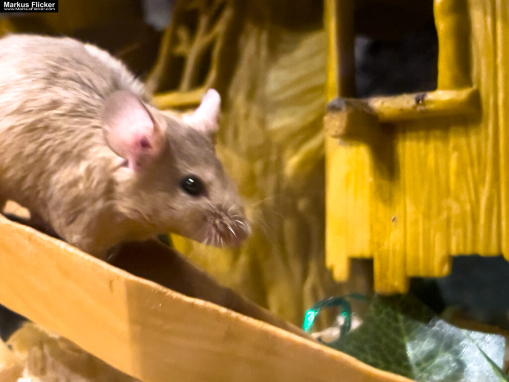 MYSZOGRÓD ZAKOPANE Skurrile Attraktion mit einer von lebenden Mäusen bevölkerten Miniaturlandschaft mit Häusern, Dörfern, Eisenbahnstrecke & Skigebiet