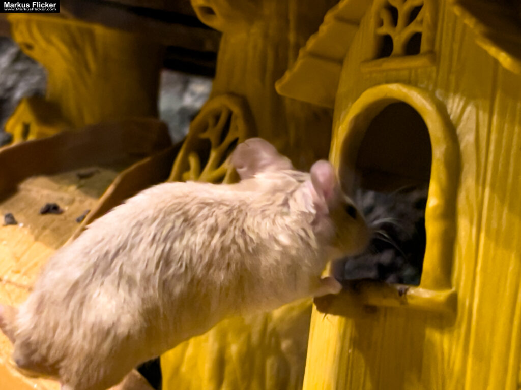 MYSZOGRÓD ZAKOPANE Skurrile Attraktion mit einer von lebenden Mäusen bevölkerten Miniaturlandschaft mit Häusern, Dörfern, Eisenbahnstrecke & Skigebiet