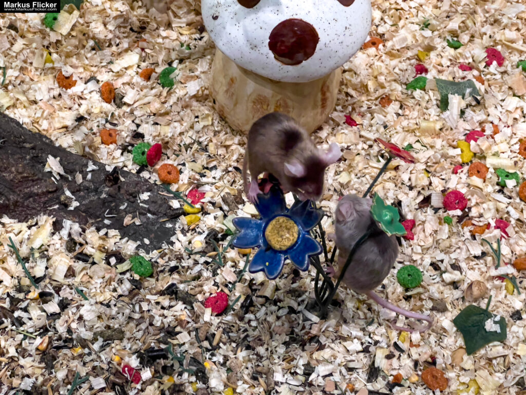 MYSZOGRÓD ZAKOPANE Skurrile Attraktion mit einer von lebenden Mäusen bevölkerten Miniaturlandschaft mit Häusern, Dörfern, Eisenbahnstrecke & Skigebiet