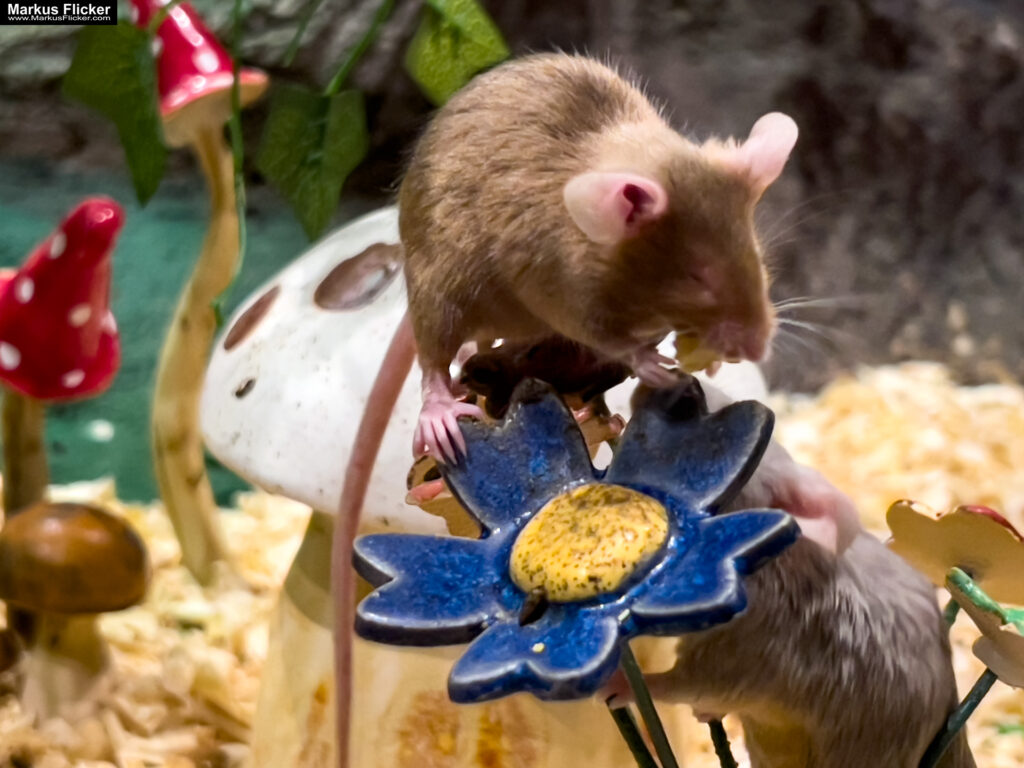 MYSZOGRÓD ZAKOPANE Skurrile Attraktion mit einer von lebenden Mäusen bevölkerten Miniaturlandschaft mit Häusern, Dörfern, Eisenbahnstrecke & Skigebiet