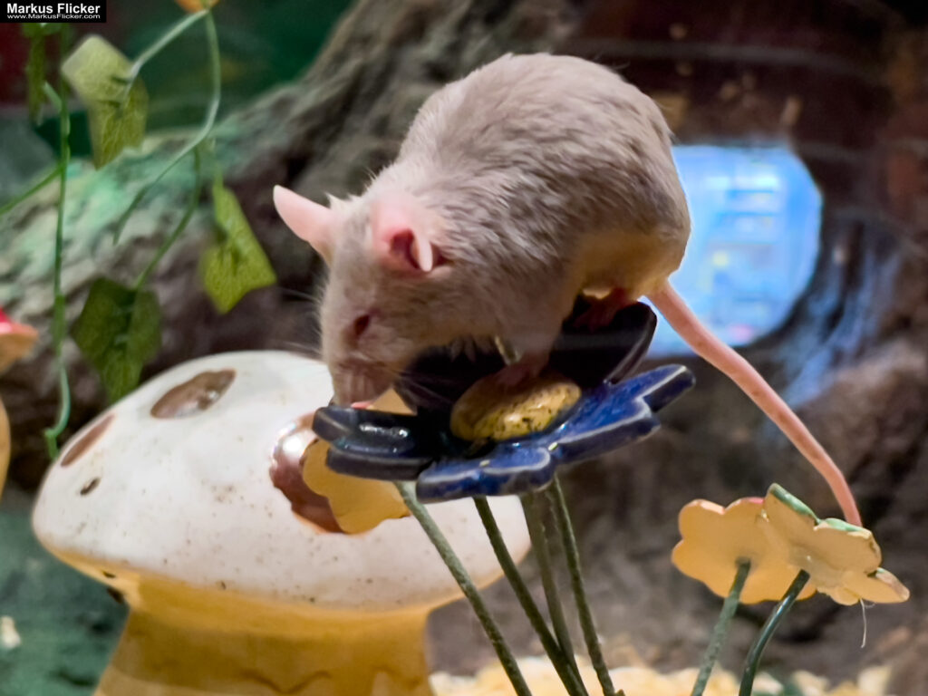 MYSZOGRÓD ZAKOPANE Skurrile Attraktion mit einer von lebenden Mäusen bevölkerten Miniaturlandschaft mit Häusern, Dörfern, Eisenbahnstrecke & Skigebiet
