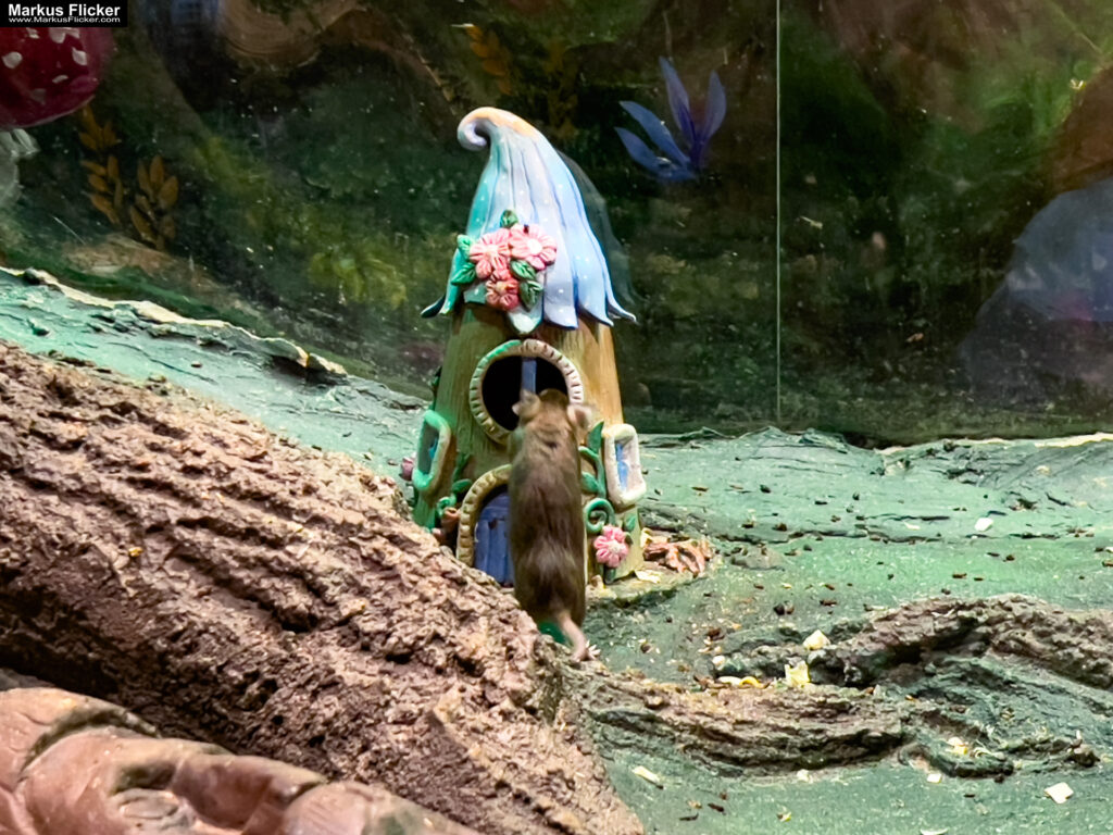 MYSZOGRÓD ZAKOPANE Skurrile Attraktion mit einer von lebenden Mäusen bevölkerten Miniaturlandschaft mit Häusern, Dörfern, Eisenbahnstrecke & Skigebiet