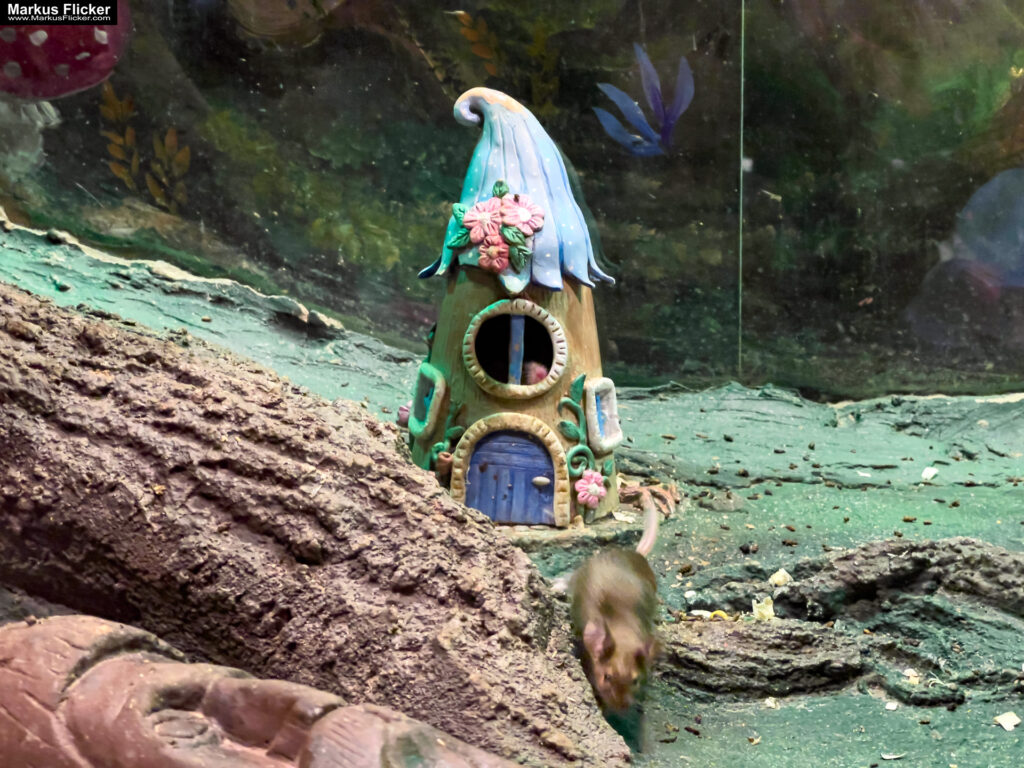 MYSZOGRÓD ZAKOPANE Skurrile Attraktion mit einer von lebenden Mäusen bevölkerten Miniaturlandschaft mit Häusern, Dörfern, Eisenbahnstrecke & Skigebiet