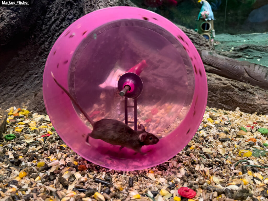 MYSZOGRÓD ZAKOPANE Skurrile Attraktion mit einer von lebenden Mäusen bevölkerten Miniaturlandschaft mit Häusern, Dörfern, Eisenbahnstrecke & Skigebiet