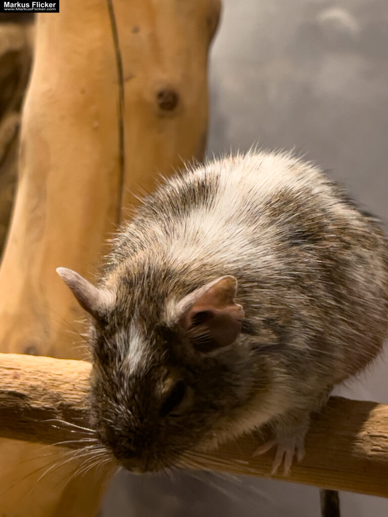MYSZOGRÓD ZAKOPANE Skurrile Attraktion mit einer von lebenden Mäusen bevölkerten Miniaturlandschaft mit Häusern, Dörfern, Eisenbahnstrecke & Skigebiet