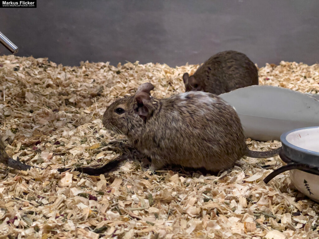 MYSZOGRÓD ZAKOPANE Skurrile Attraktion mit einer von lebenden Mäusen bevölkerten Miniaturlandschaft mit Häusern, Dörfern, Eisenbahnstrecke & Skigebiet