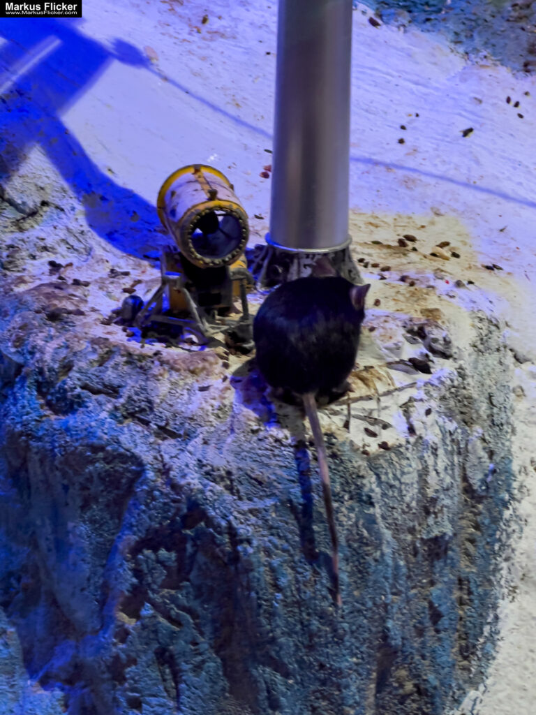 MYSZOGRÓD ZAKOPANE Skurrile Attraktion mit einer von lebenden Mäusen bevölkerten Miniaturlandschaft mit Häusern, Dörfern, Eisenbahnstrecke & Skigebiet