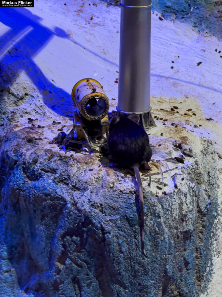 MYSZOGRÓD ZAKOPANE Skurrile Attraktion mit einer von lebenden Mäusen bevölkerten Miniaturlandschaft mit Häusern, Dörfern, Eisenbahnstrecke & Skigebiet